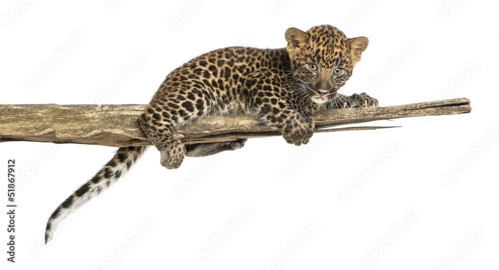 Naklejka premium Spotted Leopard cub lying on a branch, 7 weeks old