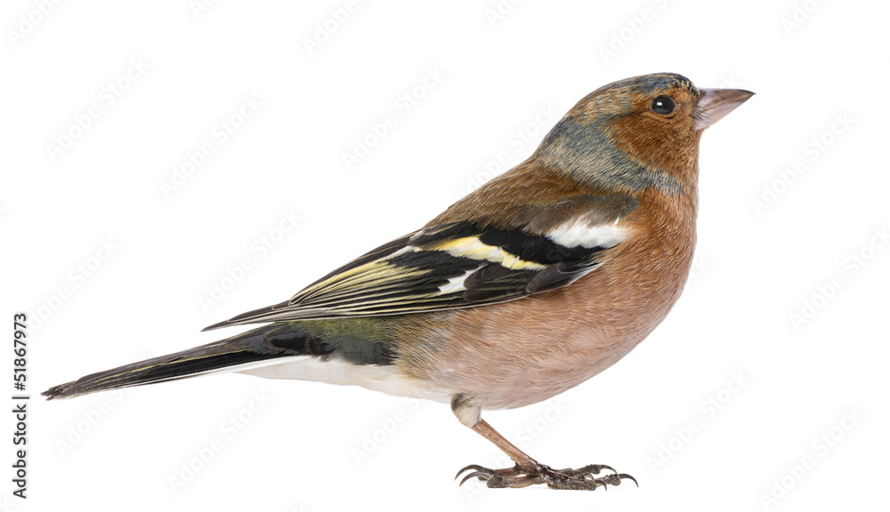 Male Common Chaffinch - Fringilla coelebs, isolated on white Male Common Chaffinch - Fringilla coelebs, isolated on white