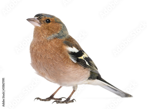 Male Common Chaffinch - Fringilla coelebs, isolated on white photo