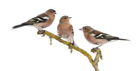 Wandcirkels Vogel Drie vinken samen op tak  © Eric Isselée