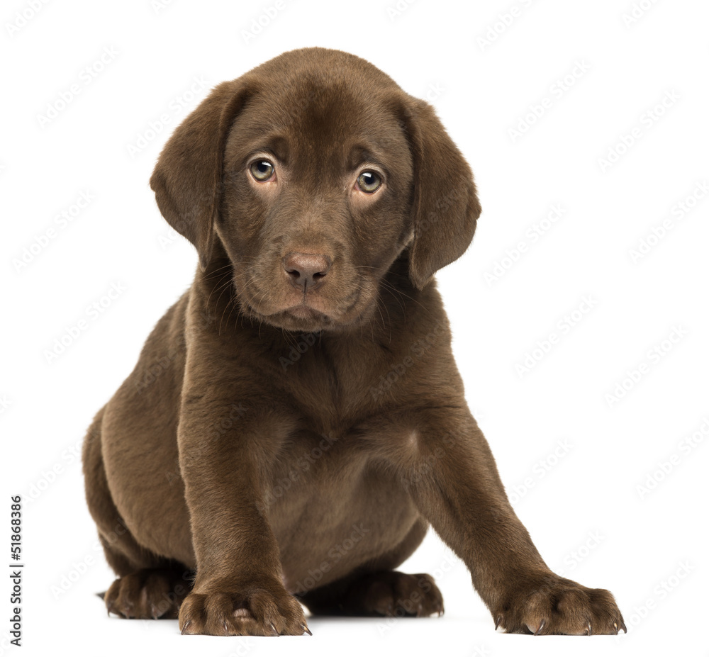 Labrador Retriever Puppy sitting and facing, 2 months old