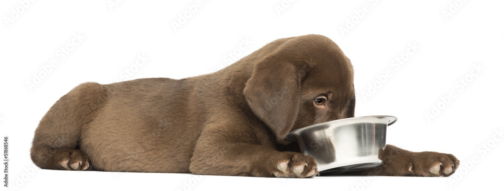 Side view of Labrador Retriever puppy lying down with dog bowl Stock