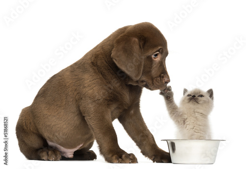 Fototapeta Naklejka Na Ścianę i Meble -  Labrador Retriever Puppy looking at a British Longhair kitten