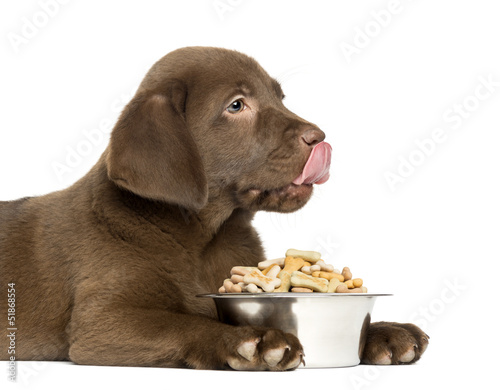 Close-up of a Labrador Retriever Puppy with full dog bowl