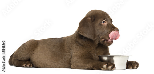 Fototapeta Naklejka Na Ścianę i Meble -  Side view of Labrador Retriever puppy lying down with dog bowl