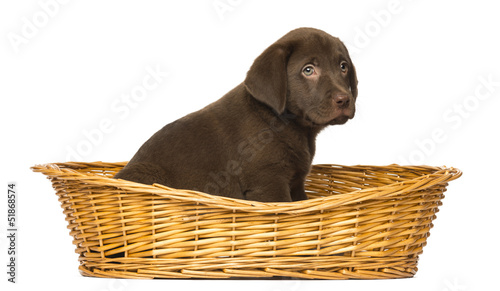 Labrador Retriever Puppy sitting in a wicker basket