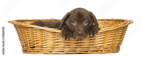 Labrador Retriever Puppy lying in a wicker basket, 2 months old