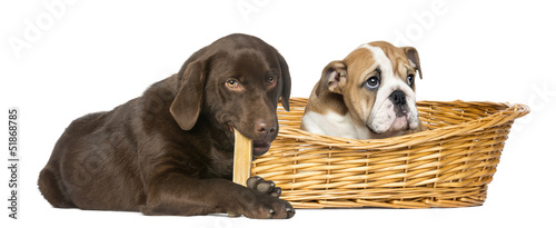 English Bulldog in wicker basket, Labrador Retriever