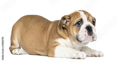 English Bulldog Puppy lying, 2 months old, isolated on white © Eric Isselée