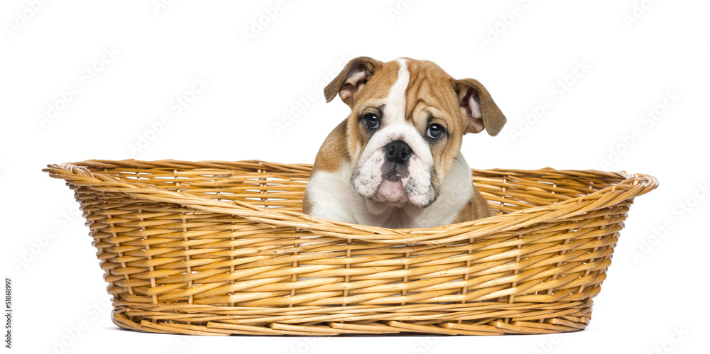 English Bulldog Puppy in a wicker basket foto de Stock | Adobe Stock