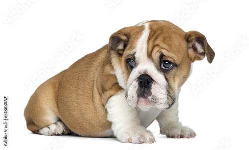 English Bulldog Puppy sitting, 2 months old, isolated on white