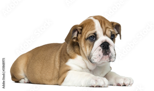 English Bulldog Puppy lying, 2 months old, isolated on white