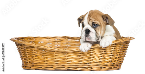 Fototapeta Naklejka Na Ścianę i Meble -  English Bulldog Puppy in a wicker basket