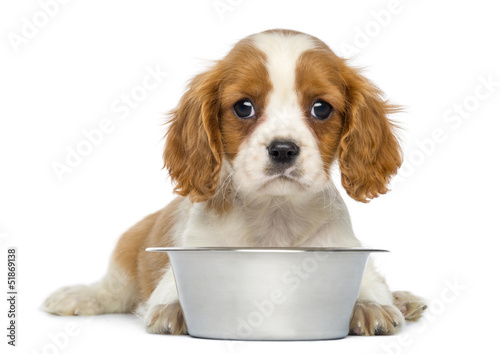 Fototapeta Naklejka Na Ścianę i Meble -  Cavalier King Charles Puppy lying in front of an empty bowl