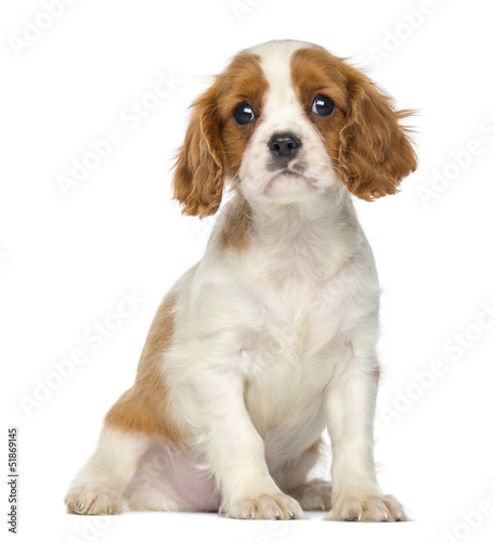 Bilde på lerret Cavalier King Charles Puppy sitting, 2 months old, isolated