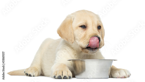 Fototapeta Naklejka Na Ścianę i Meble -  Labrador Retriever Puppy, 2 months old, licking his lips in fron