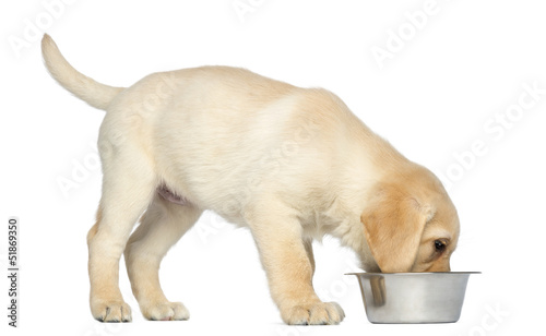 Fototapeta Naklejka Na Ścianę i Meble -  Labrador Retriever Puppy standing and eating from his dog bowl