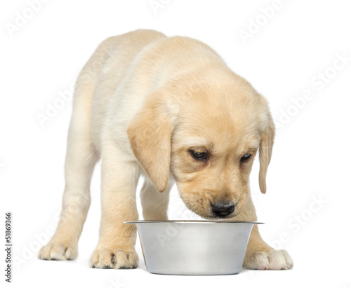 Fototapeta Naklejka Na Ścianę i Meble -  Labrador Retriever Puppy standing and looking at his empty bowl
