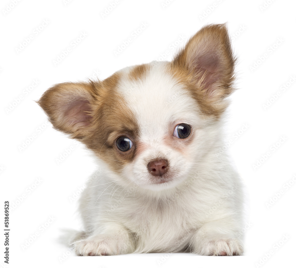 Chihuahua Puppy, 2 months old, lying, isolated on white Chihuahua Puppy, 2 months old, lying, isolated on white