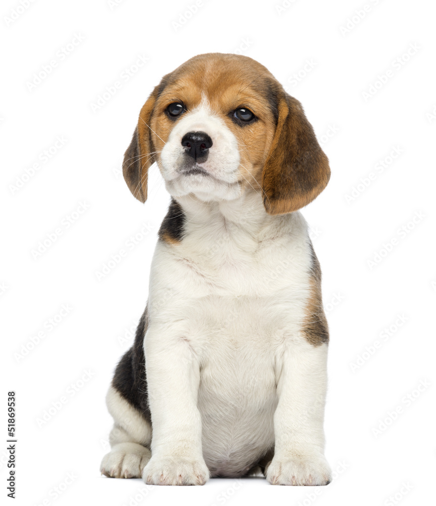 Beagle Puppy, 2 months old, sitting, isolated on white