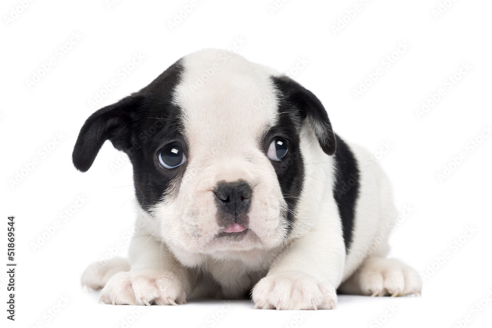 French Bulldog Puppy, 2 months old, isolated on white