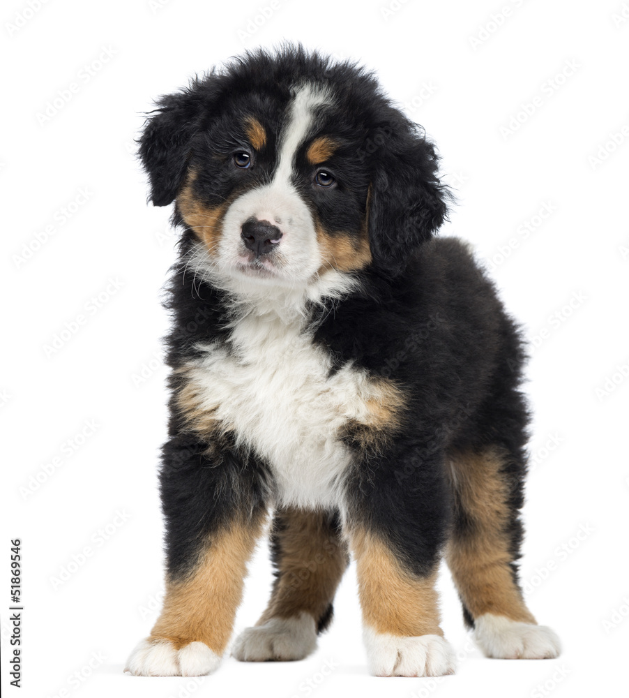 Bernese Mountain Dog Puppy, 2 months old, standing