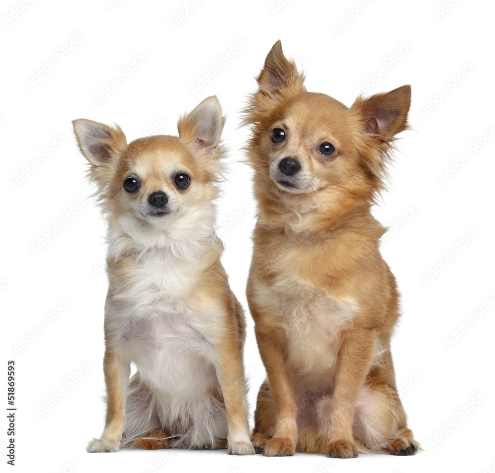 Two Chihuahuas, 5 and 4 years old, sitting next to each other