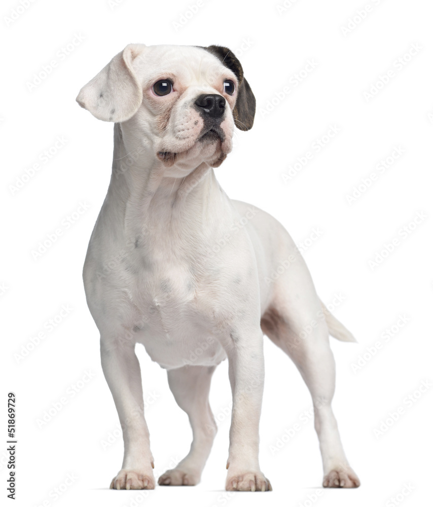 French Bulldog, standing, isolated on white