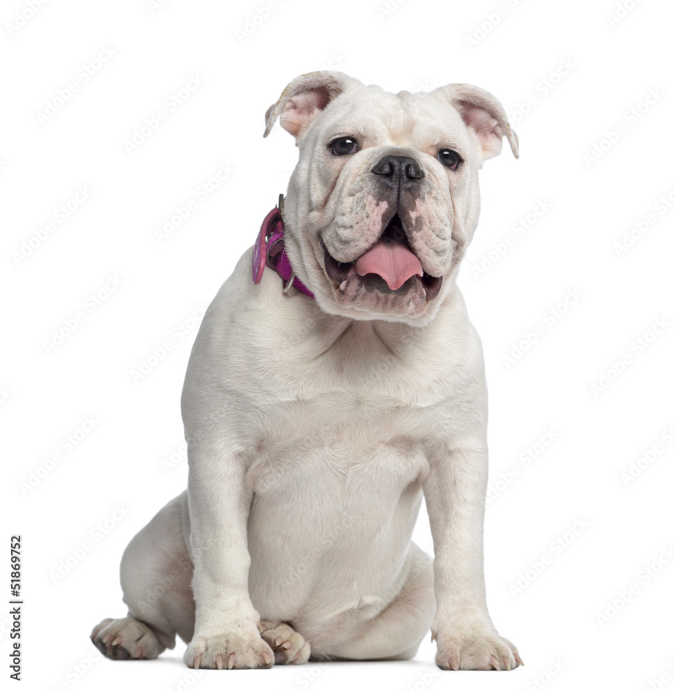 English Bulldog sitting, panting, isolated on white