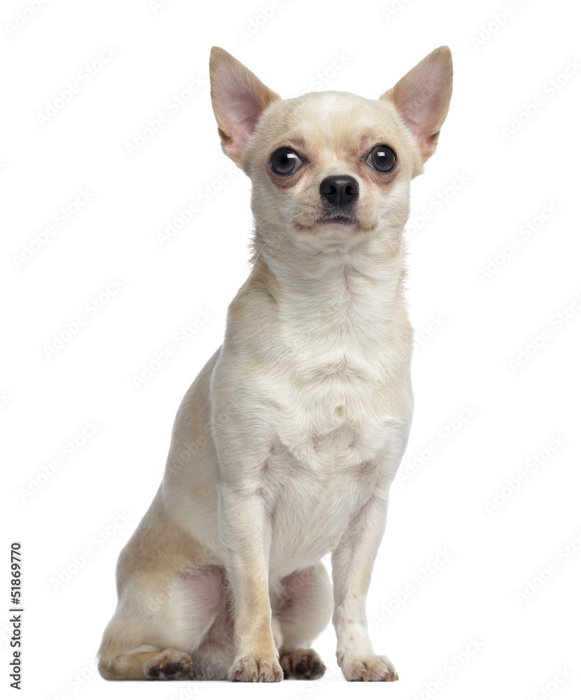Chihuahua, 2 years old, sitting and looking up, isolated