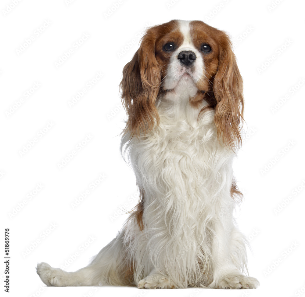 Cavalier King Charles, 2 years old, sitting, isolated on white