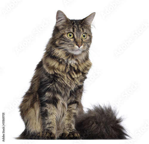 Maine coon cat, sitting, isolated on white