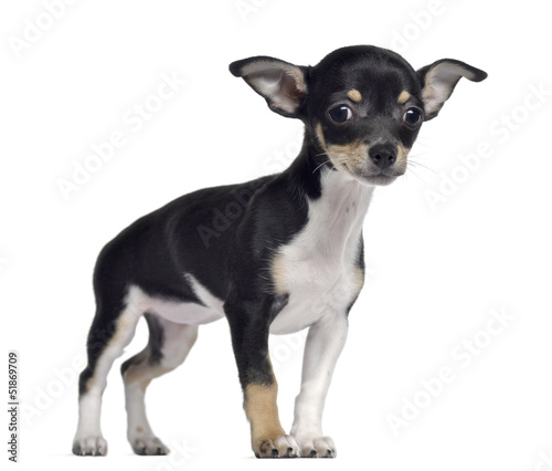 Chihuahua, 3 months old, standing, isolated on white