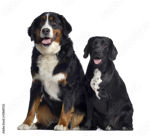 Bernese Mountain Dog and crossbreed between labrador and beagle