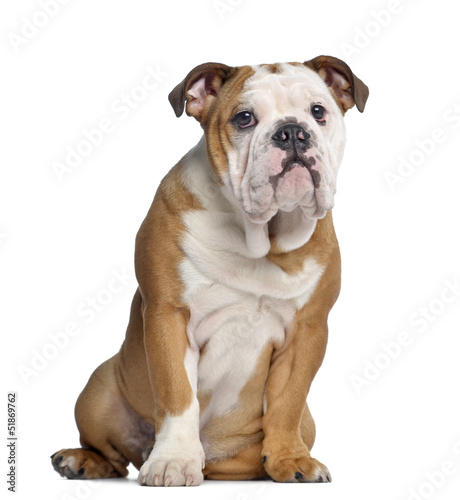 English Bulldog, 5 months old, sitting, isolated on white