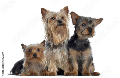 Fototapeta Naklejka Na Ścianę i Meble -  Group of Yorkshire Terrier, 3 and 2 years old and 3 months old