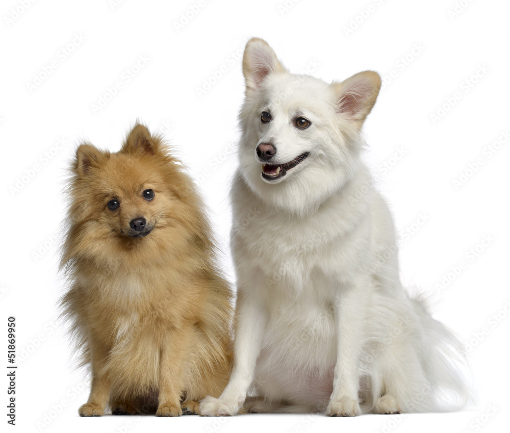 Two Spitz, 1 and 3 years old, sitting next to each other Two Spitz, 1 and 3 years old, sitting next to each other