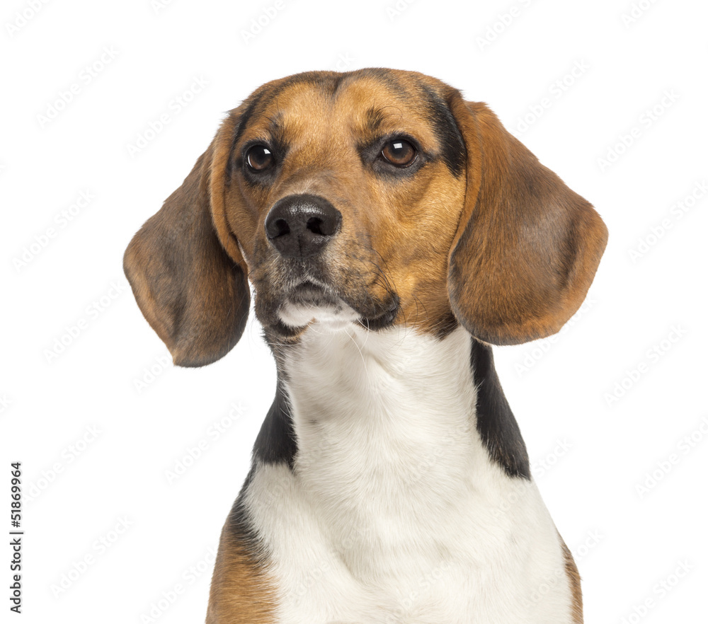 Close-up of a Beagle,11 months old, isolated on white