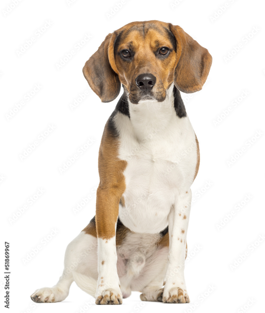 Beagle,11 months old, sitting and facing, isolated on white