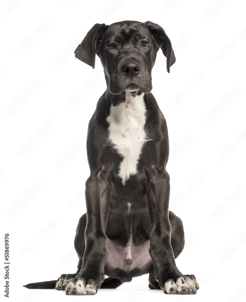 Great Dane puppy, 4 months old, sitting and facing