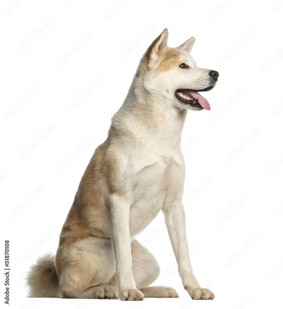 Akita Inu, 2 years old, sitting and panting, isolated on white Akita Inu, 2 years old, sitting and panting, isolated on white