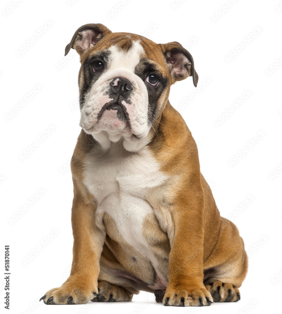 English Bulldog puppy, 3,5 months old, sitting, isolated on whit