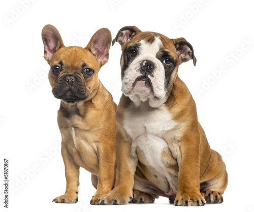 English Bulldog puppy and French Bulldog puppies  sitting
