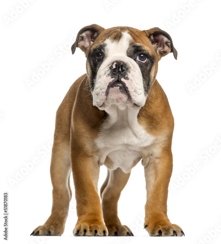 English Bulldog puppy, 3,5 months old, standing