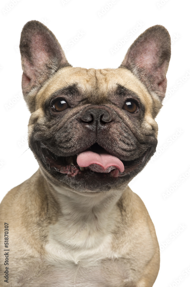 Close-up of a French Bulldog, sticking the tongue out, smiling Close-up of a French Bulldog, sticking the tongue out, smiling