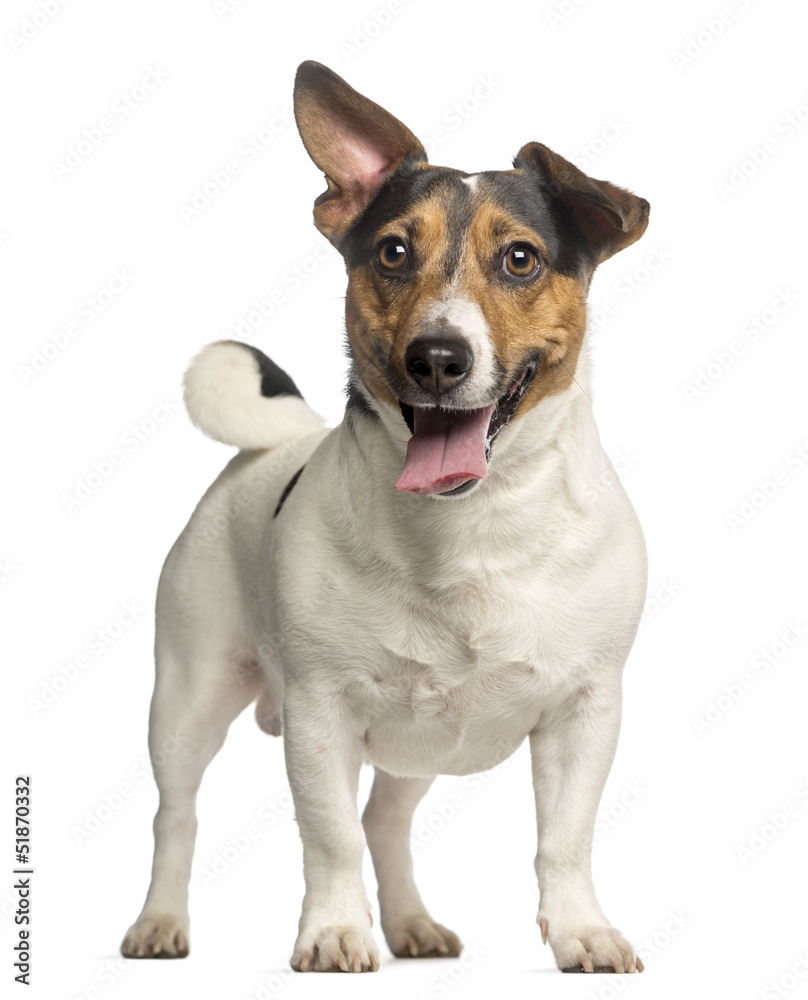 Jack Russell Terrier, 3 years old, standing and panting