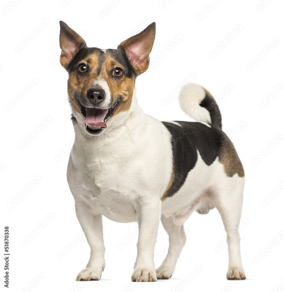 Jack Russell Terrier, 3 years old, standing and panting Jack Russell Terrier, 3 years old, standing and panting