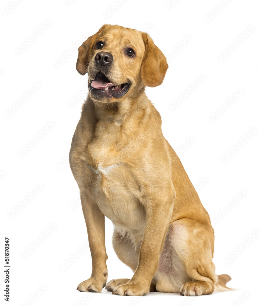 Labrador Retriever, sitting and panting, isolated on white Labrador Retriever, sitting and panting, isolated on white