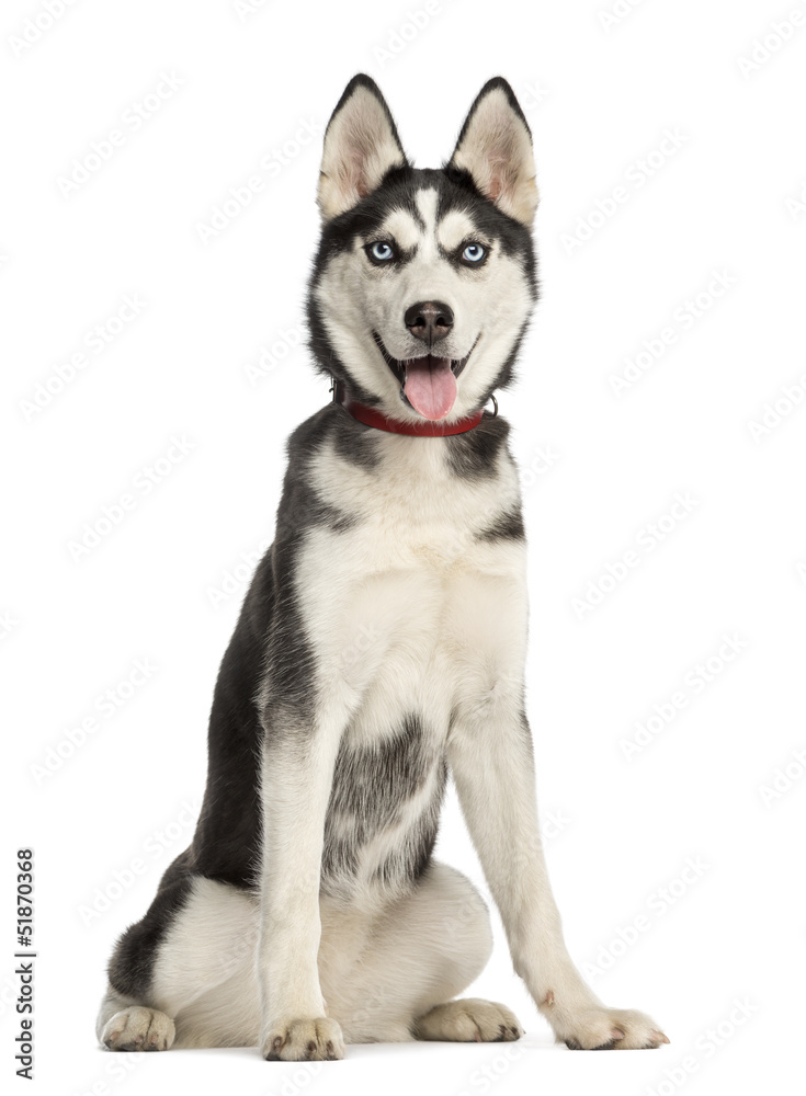Siberian Husky puppy, 6 months old, sitting and panting Siberian Husky puppy, 6 months old, sitting and panting