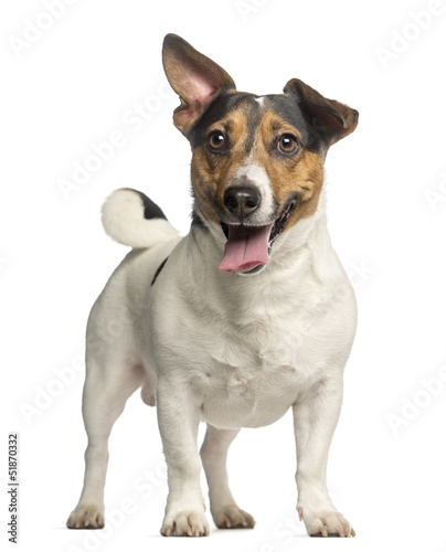 Jack Russell Terrier, 3 years old, standing and panting © Eric Isselée